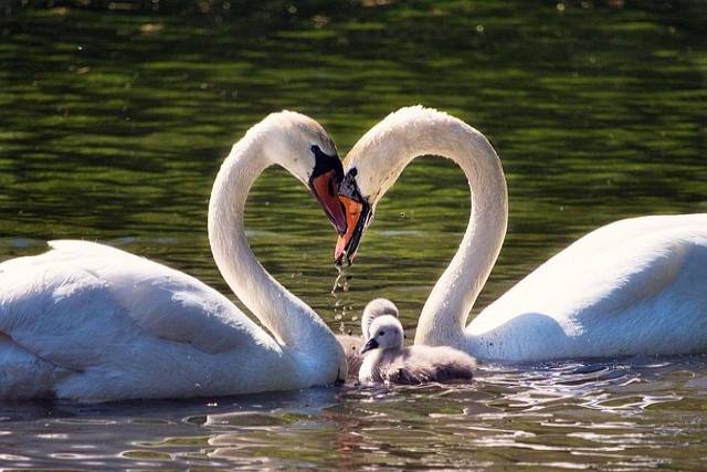 Ein paar Schwäne mit ihren flauschigen Küken schwimmen friedlich auf einem ruhigen Fluss