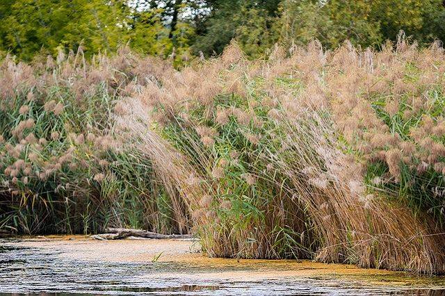 Donaudelta bei Ihrer Flussreise