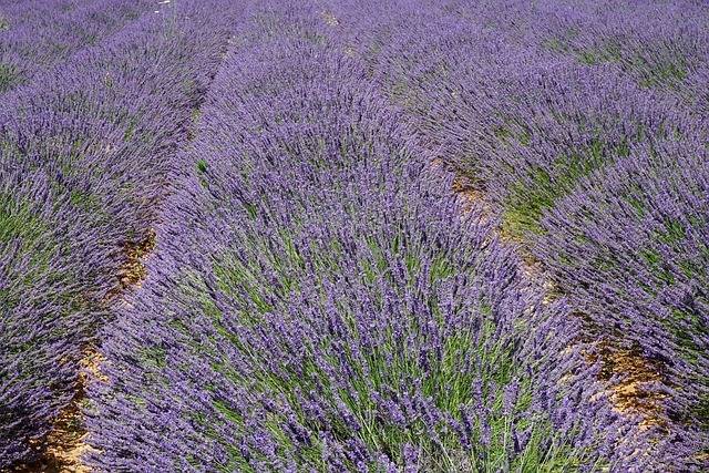 Rhone Abenteur zu den Lavendelfeldern