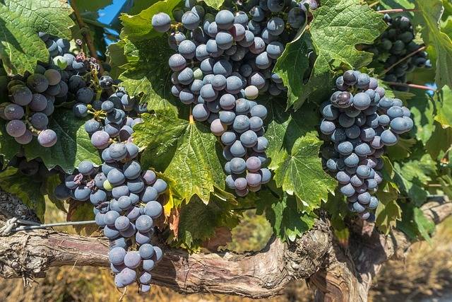 Weinreben im Dourotal