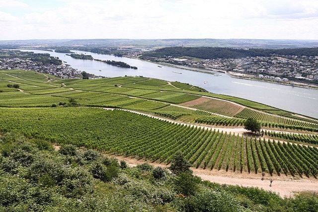 Rheinreisen – Weinanbau