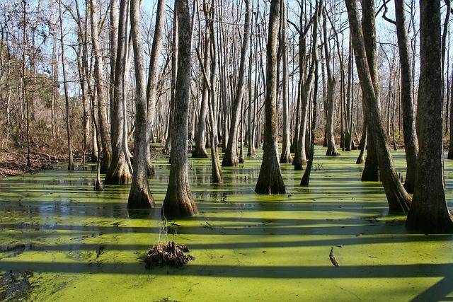 Bayou Mississippi Flussreisen – Natur, Kultur & Südstaatenflair erleben